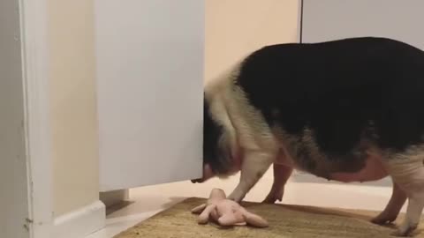 Can I have your piggy?