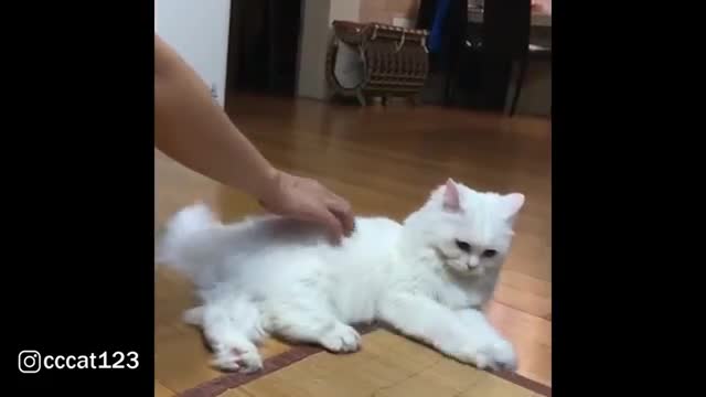 Fluffy Persian Cat Hates Touch By Feet