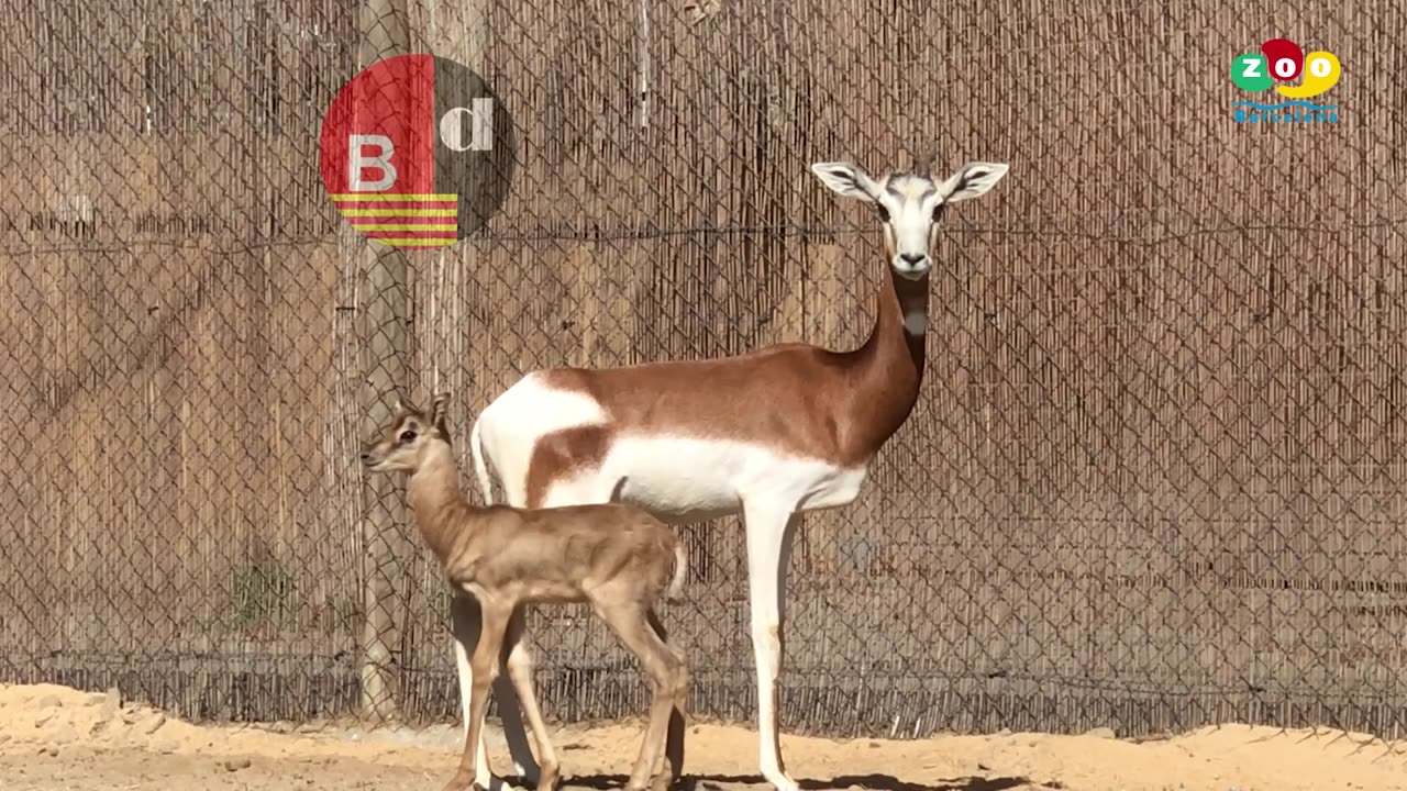 Nace en el Zoo de Barcelona una gacela dama mohor