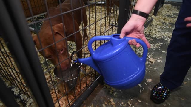 Nearly 150 dogs rescued in Florida