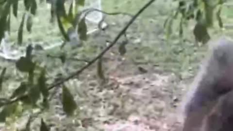 Naughty animals and funny