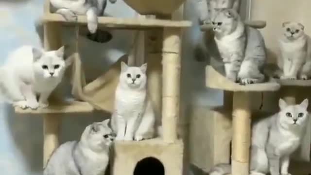 dwarf cats #SHORTS