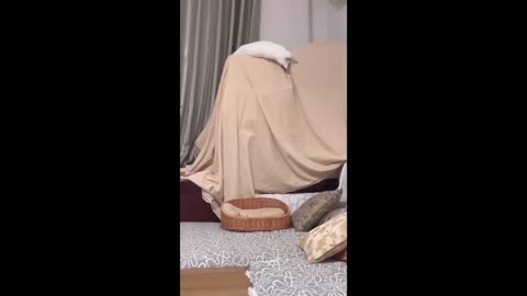 Funny animals - Funny cats / dogs - Funny animal videos 2023