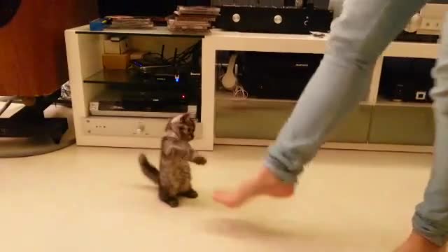 Tiny Kitten Adorably Dances With Her Owner