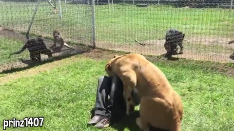 Girl Reunites With Pet Lion After 8 YEARS..