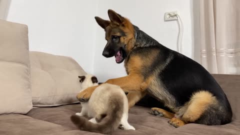 Funniest Video of German Shepherd Puppy vs. Kitten [TRY NOT TO LAUGH]