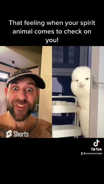 #Reaction to the white house Alpaca #shorts