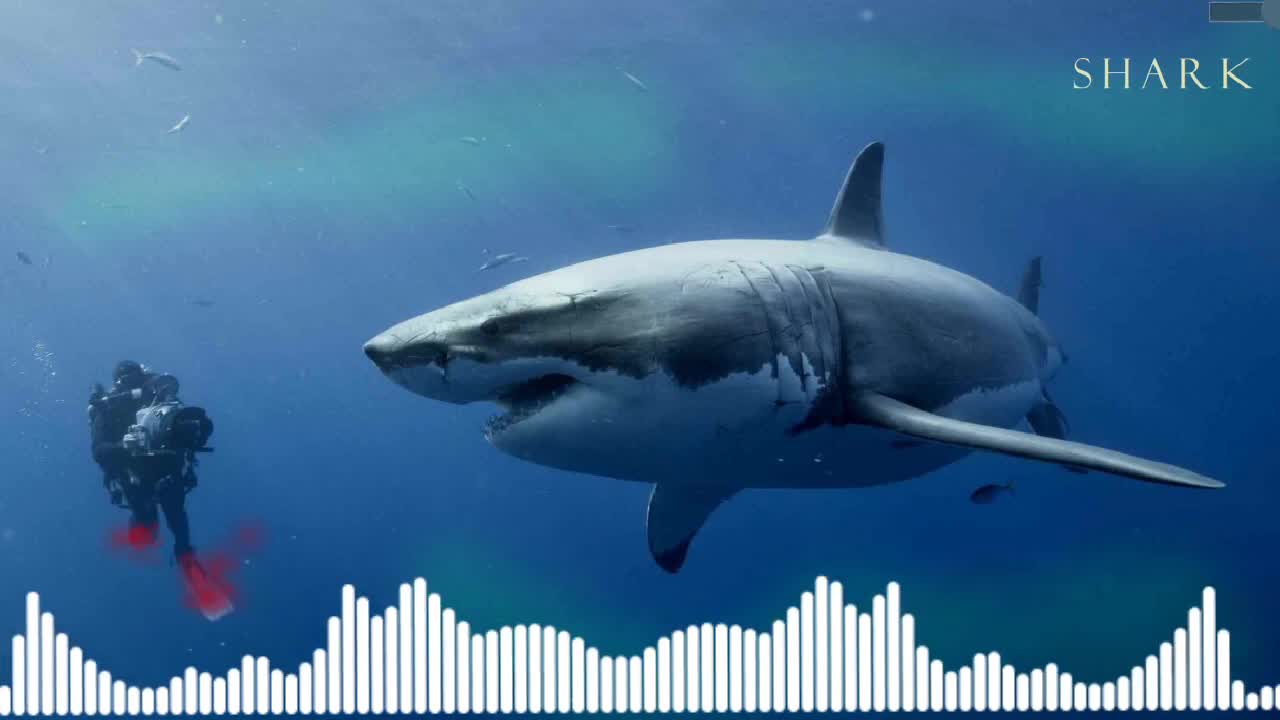 Shark Theme