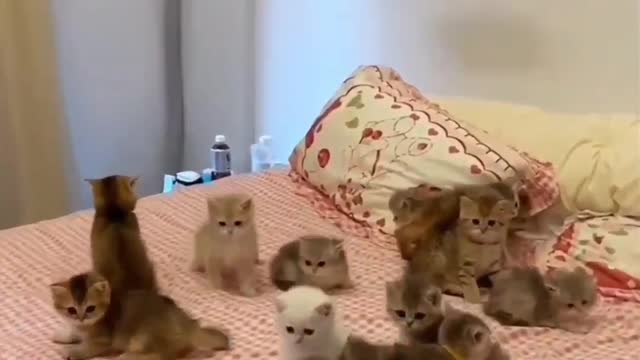 Cat loverπ»π»π» π» π» π» Follow