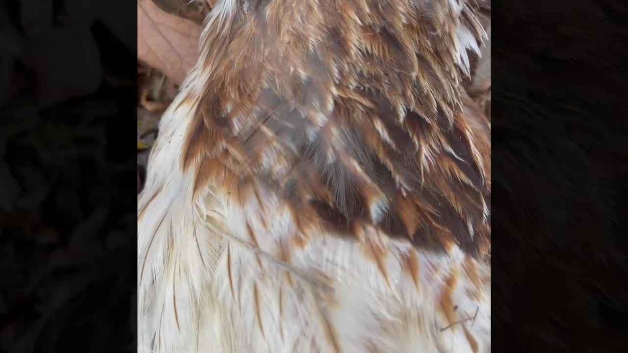 Hawk found was it a car hit or poachers ?