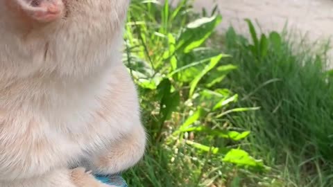 Gorgeous Orange Cat very affectionate Cat 🐈😺