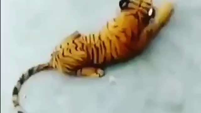 DOG VS TIGER. Who wins??😳