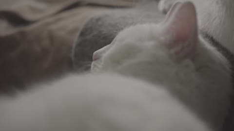 White cat sleeping deeply