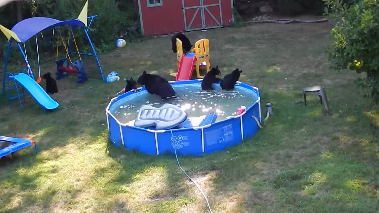 A bear family takes a dip in our pool - Part II