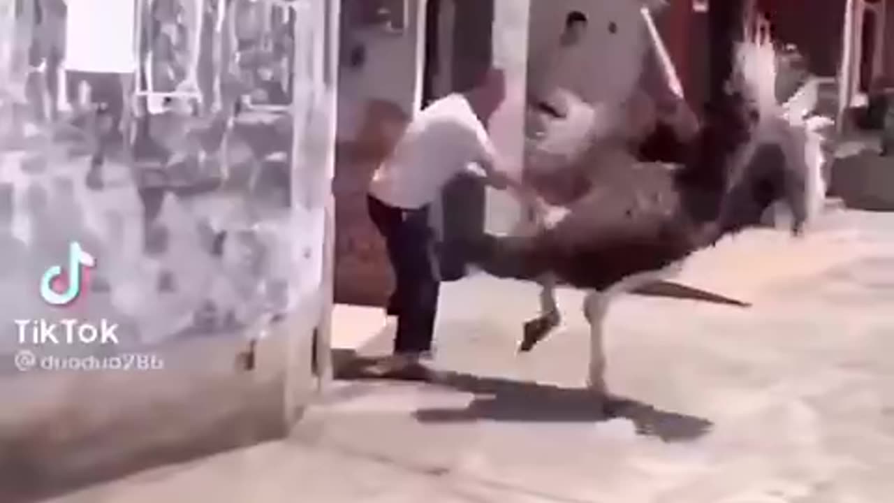 Animals Gone Wild Compilation