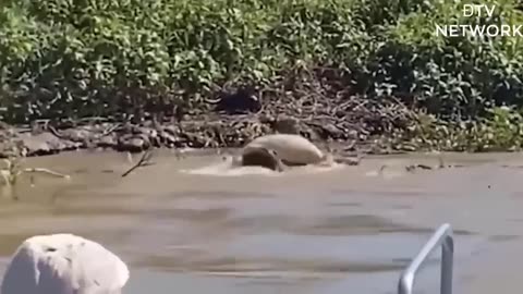 Leopard Risked His Life To Attack Crocodile Family To Avenge His Mate