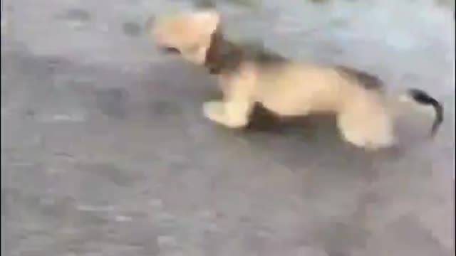 Funnist Dogs of TikTok