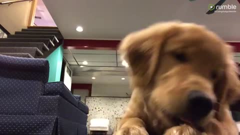 Disciplined dog perfects the wait trick for the camera