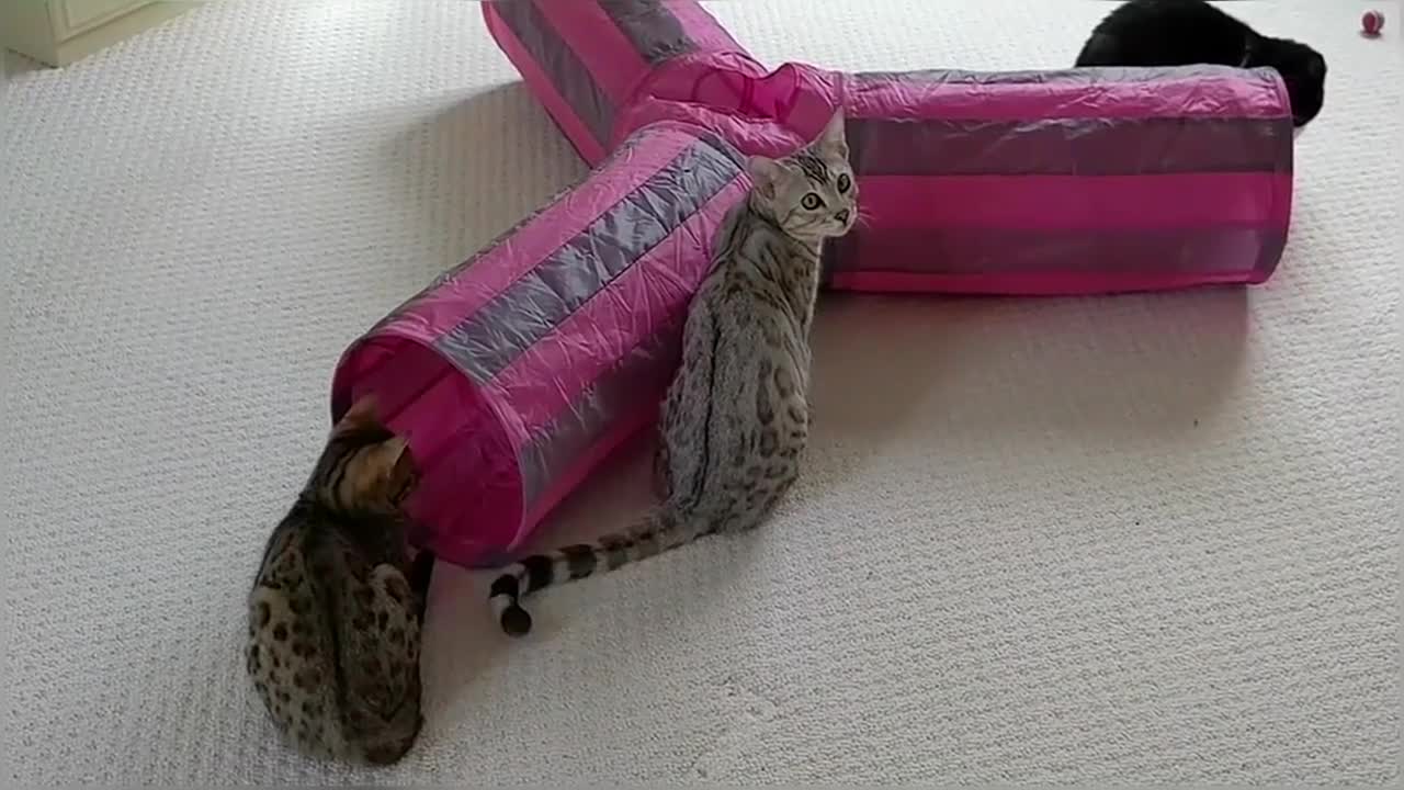 Introducing Our New Bengal Kittens To Our Adult Cats