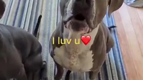 My dog can say “ I LOVE ❤️ YOU”