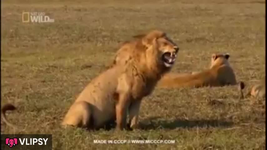 Lion laughing