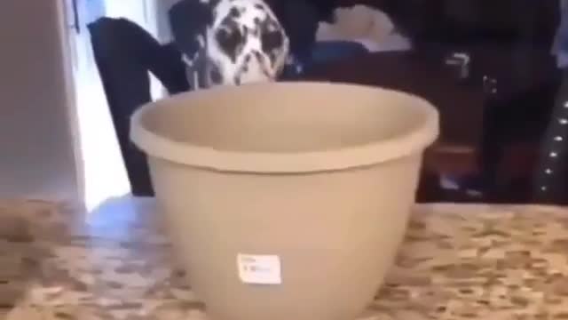 fun with the dog 1
