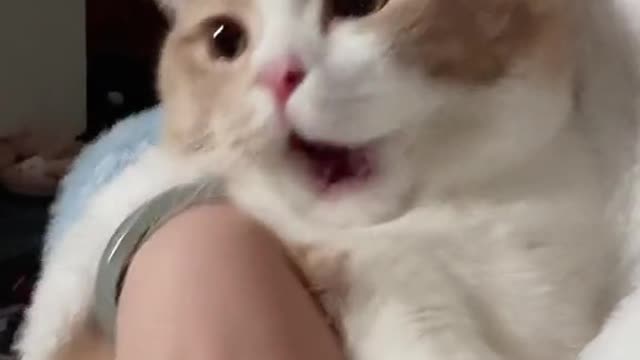 My cat hit me right after eating a snack