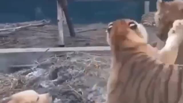 Dog stops fight between tiger and lion and keeps them in line!