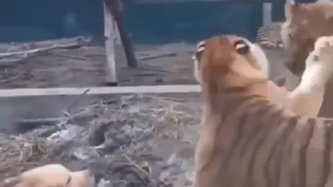 Dog stops fight between tiger and lion and keeps them in line!