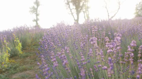Lilac flowers and a beautiful song
