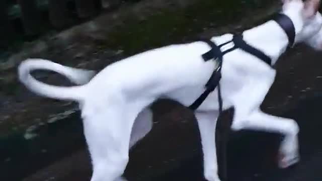 Juice training update! Funny Dog