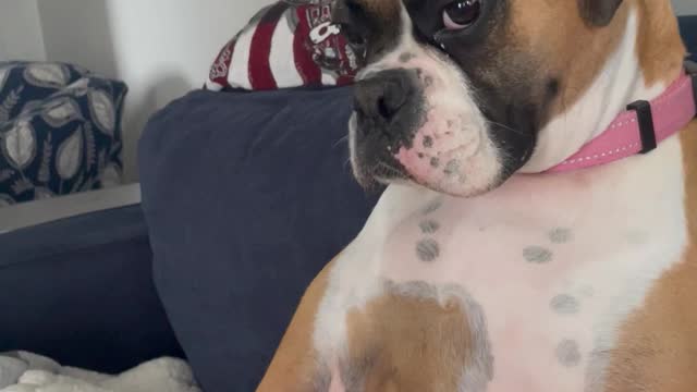 Reilly the Boxer Uses Both Hind Legs to Satisfy Itchiness