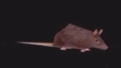 horizontally spinning rat