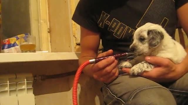 Puppy puffs a hookah