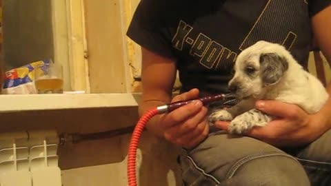 Puppy puffs a hookah