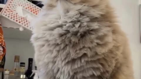 Cute And Funny Cats 😍😍😅😅 #viral #shorts #reels #cat #cats #pets #catsshare