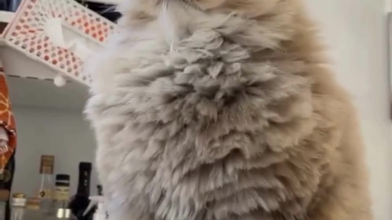 Cute And Funny Cats 😍😍😅😅 #viral #shorts #reels #cat #cats #pets #catsshare