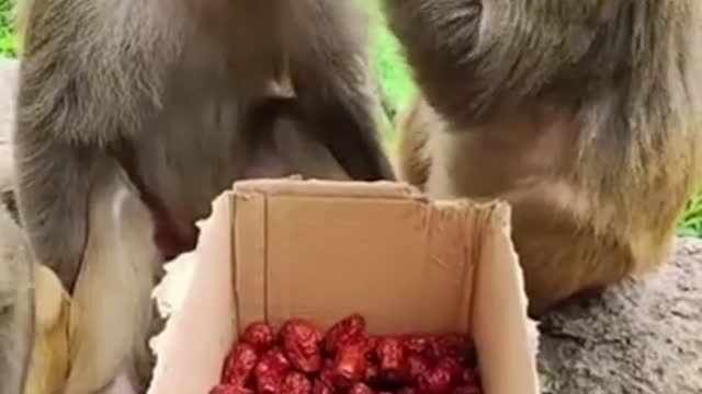 Animals & Pets Thank for 1 million I love all of you I will share cute😂