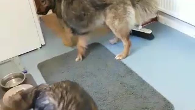 Our rescue dogs Khaleesi and Torvi, meet Stryder for the first time