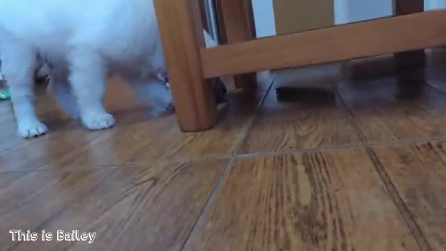 Bailey golden retriever puppy fighting for food