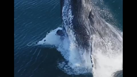 An amazing Humpback Whale breach!