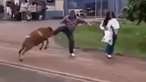 GOAT BECAME WILD TO ATTACK HUMAN!