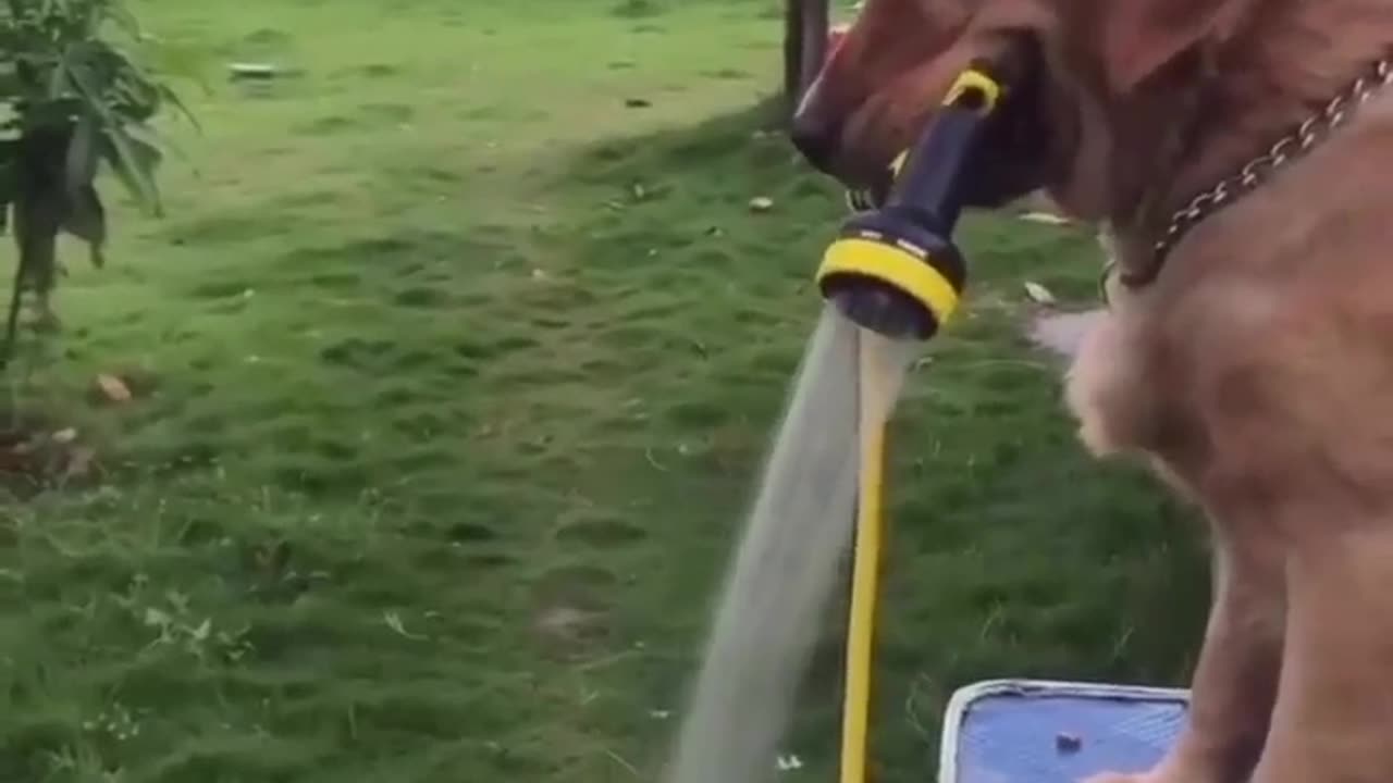 Funny animals