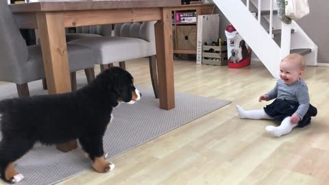 Cute Bernese Mountain Dog meets Newborn Baby