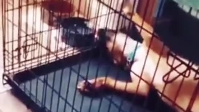 how is this even possible?! animals surprise