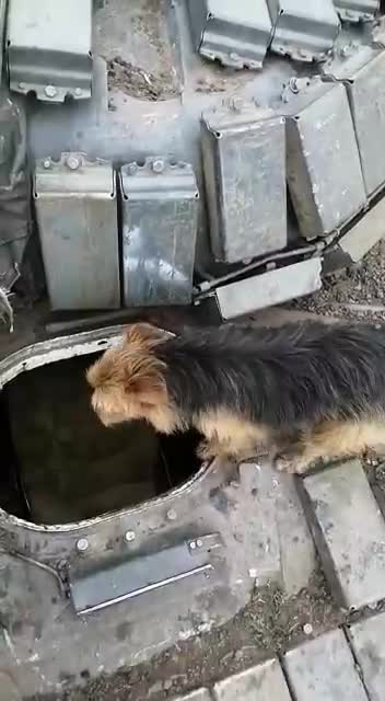 Russian dog ready to fight