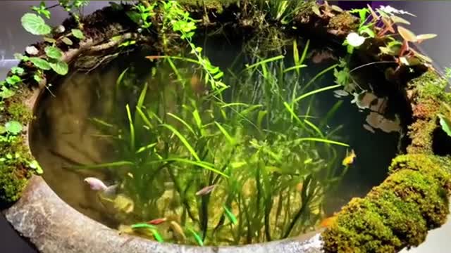 800 fishs swim togerger