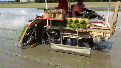 A cart to sow rice