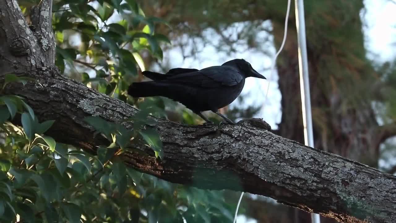 Bird resting on the branch