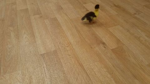 Rescued Duck "Squirt"